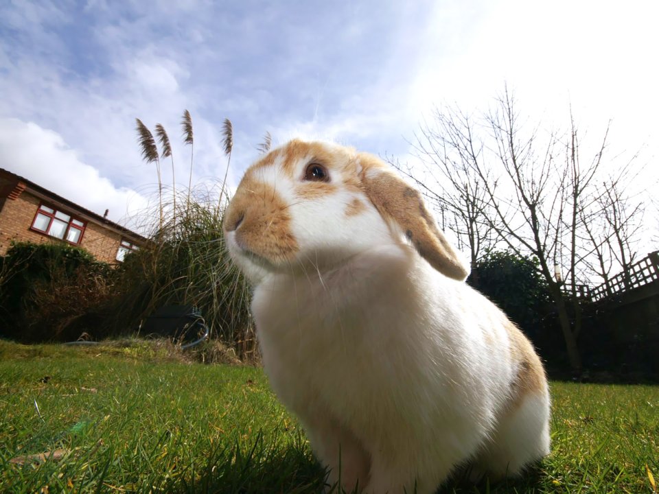 Cute Lop Rabbit Sunny Garden