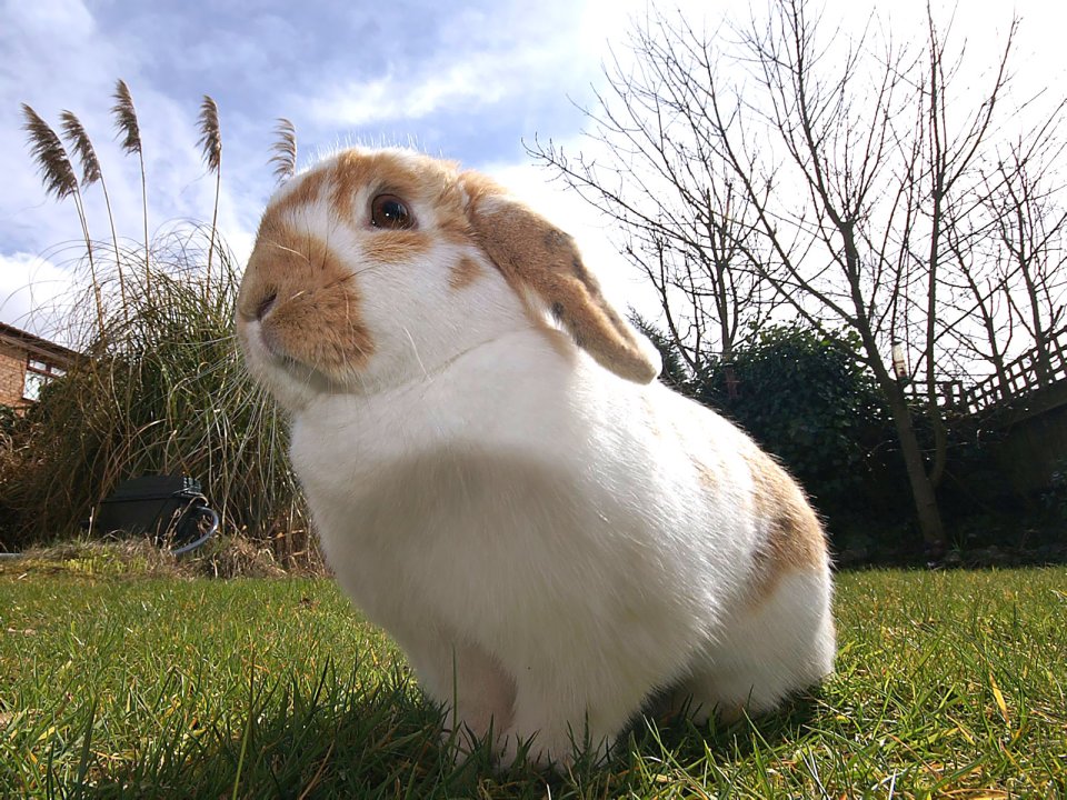 Cute Lop Eared Rabbit Outdoor Grass Special