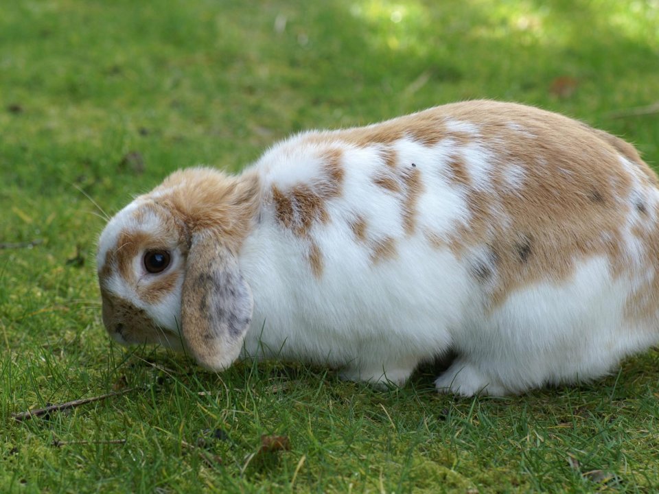 Brown And White Bunny Grazing On Grass