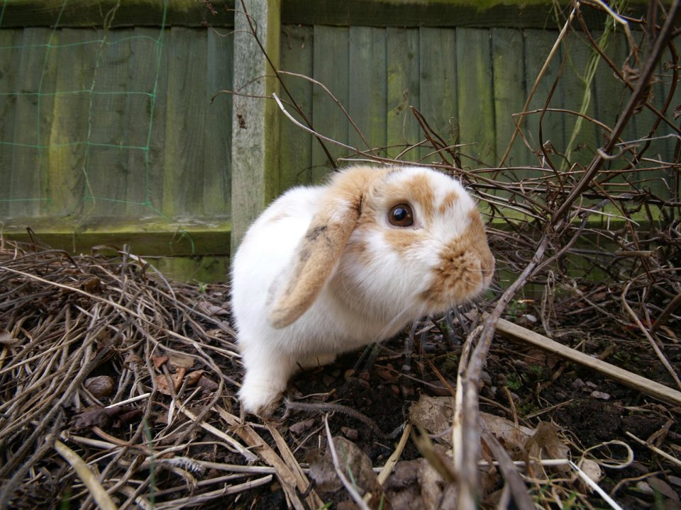 Cute Lop Rabbit In Garden Brush Pile