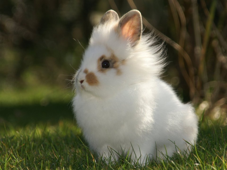 White Long Haired Rabbit Sunlight