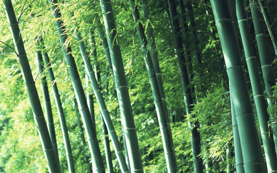Sunlight Penetrated Lush Green Bamboo Forest Scenery
