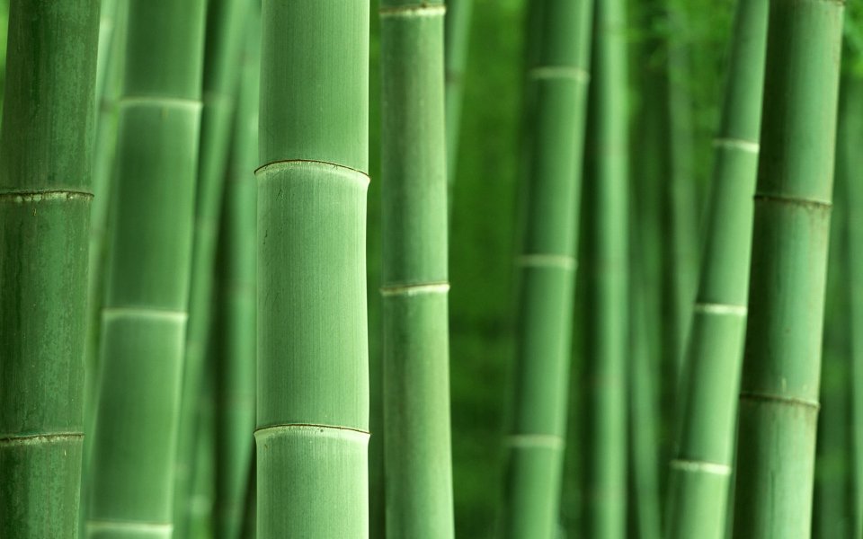 Fresh Green Bamboo Forest Stem Closeup Nature Wallpaper