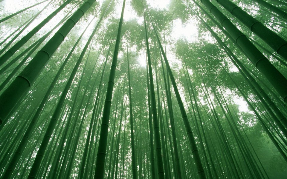 低角度仰拍茂密翠绿竹林 阳光穿透竹叶自然风光壁纸