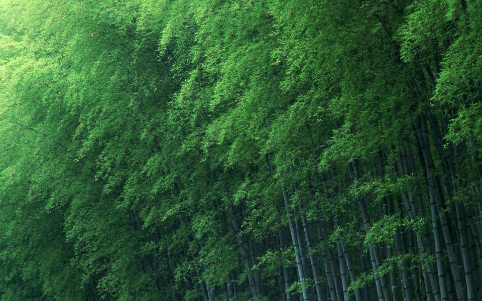 青翠茂密竹林自然风景壁纸