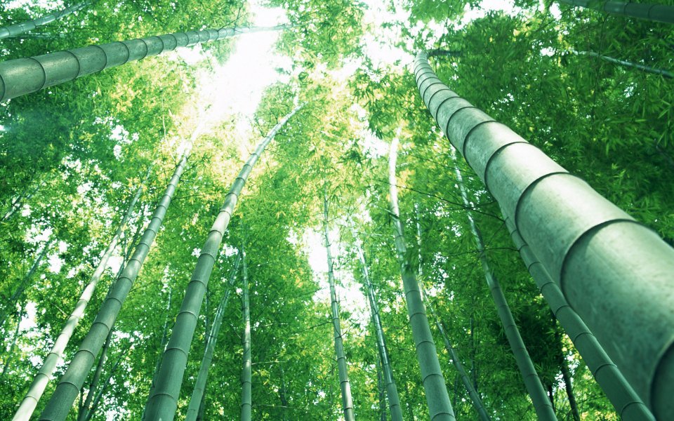 仰拍青翠竹林 阳光穿透竹叶清新自然风景壁纸