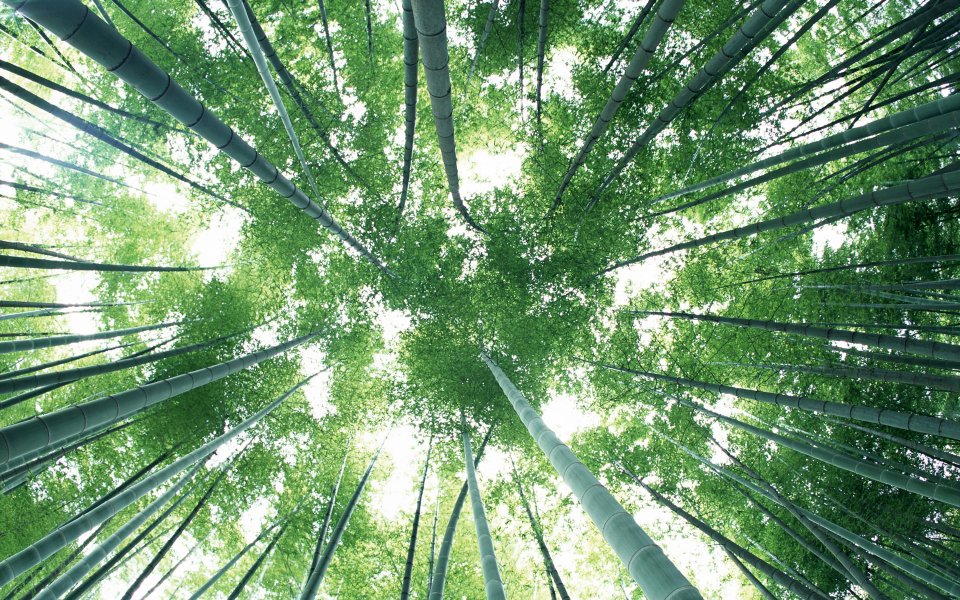 低角度仰拍翠绿竹林 阳光穿透竹叶自然景观
