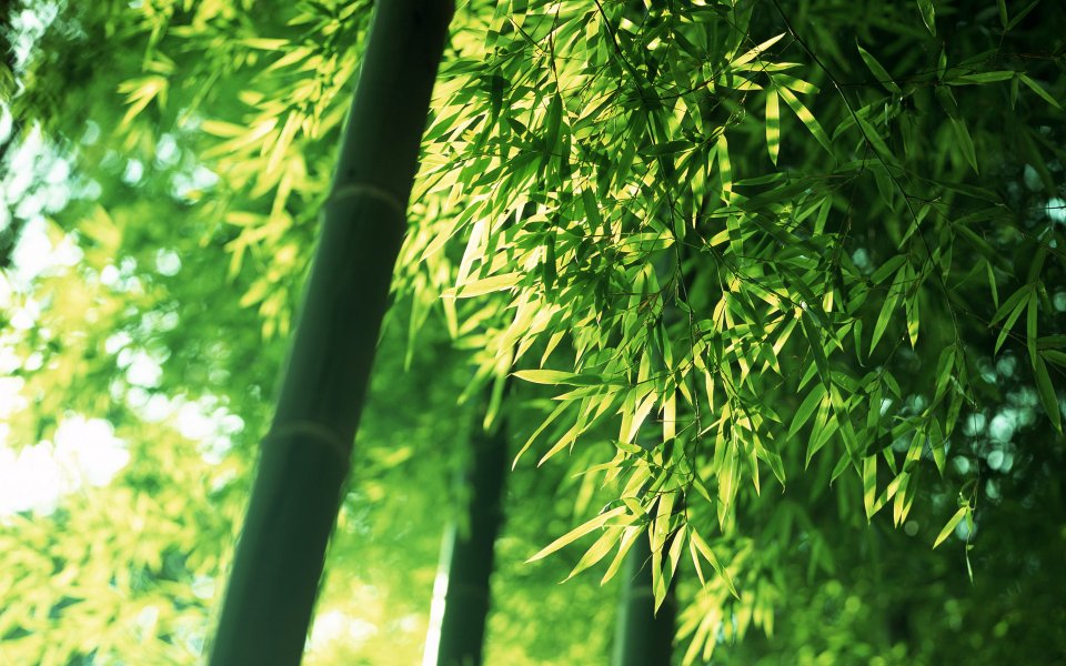 Sunlit Green Bamboo Forest Leaves Closeup Nature Wallpaper