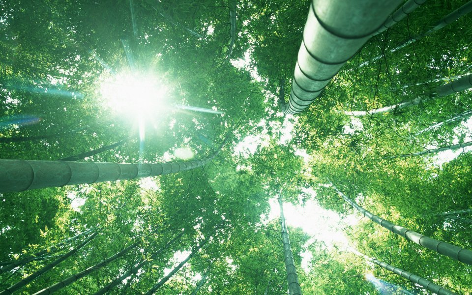 Low Angle Shot Sunlight Through Lush Green Bamboo Forest