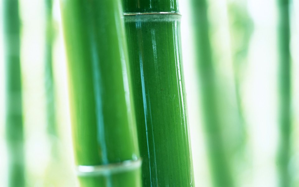 Fresh Green Bamboo Stem Close Up Nature Photography Wallpaper