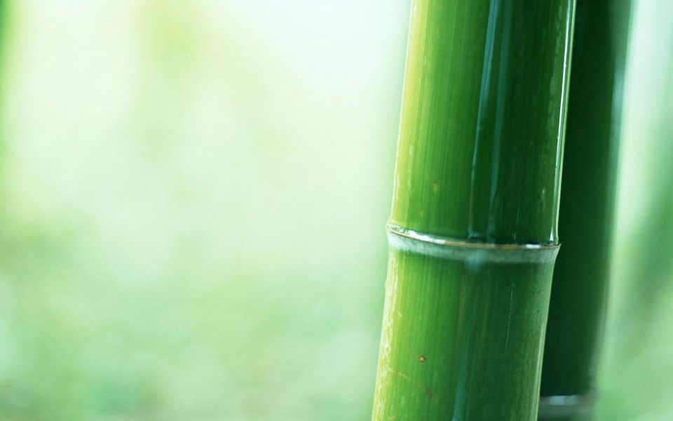 Green Bamboo Node Macro Closeup Nature Photography