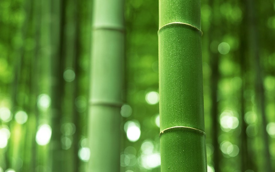 Close Up Of Green Bamboo Stem In Bamboo Forest