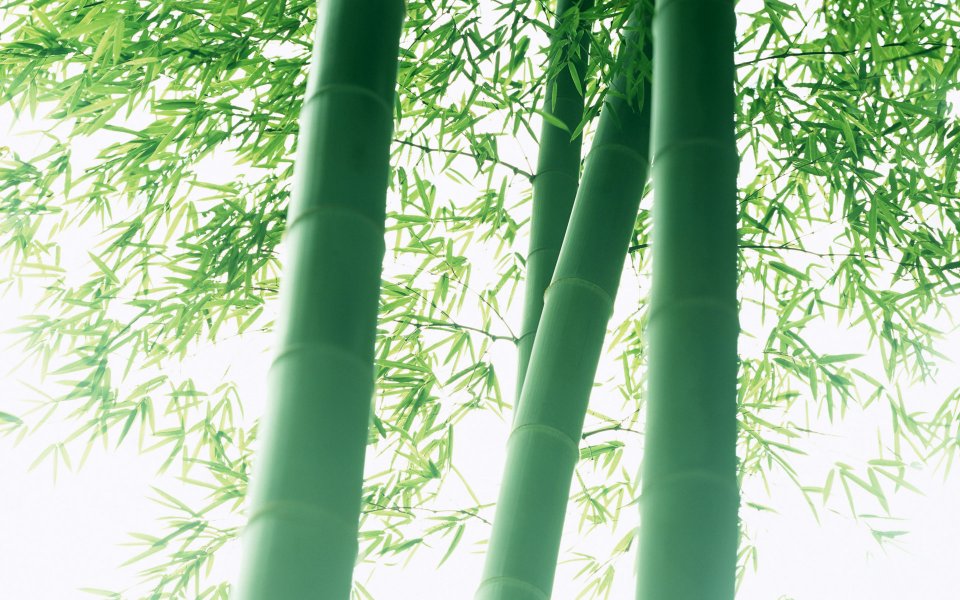 低角度仰拍翠绿竹林清新自然风景壁纸