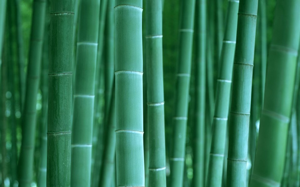 Fresh Green Bamboo Forest Stalk Close Up Wallpaper