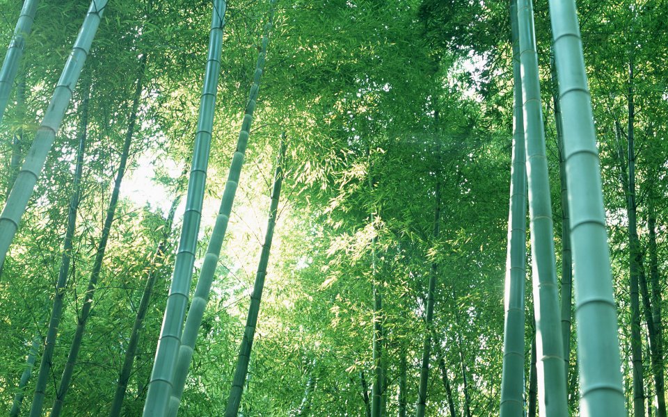 Sunlight Penetrated Lush Green Bamboo Forest Low Angle Shot