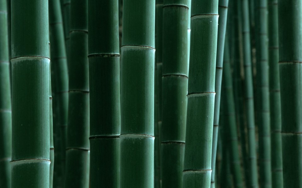 密集翠绿青竹竹节特写自然摄影