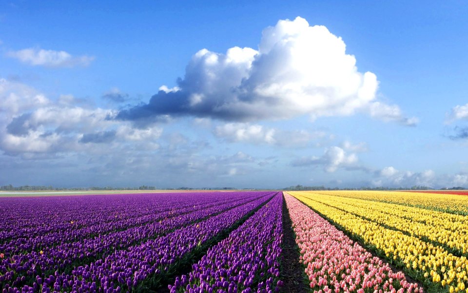 Colorful Tulip Field Netherlands Blue Sky Landscape