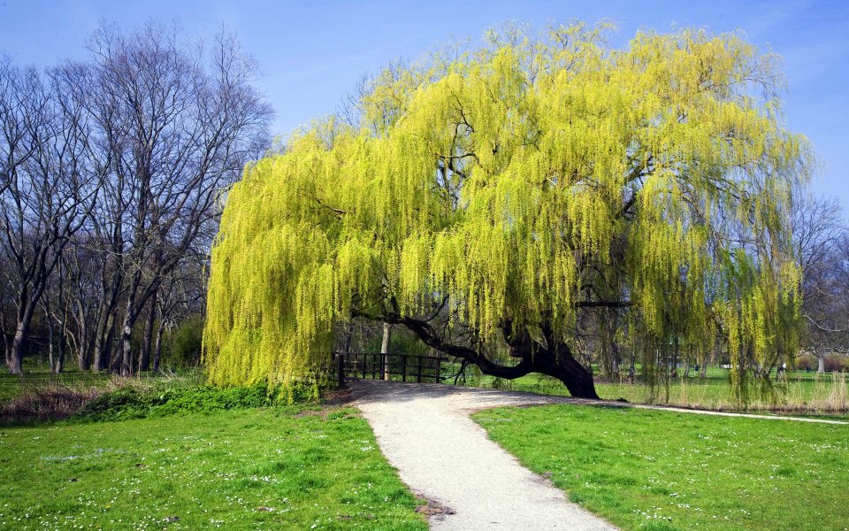 Weeping Willow In Netherlands Spring Park
