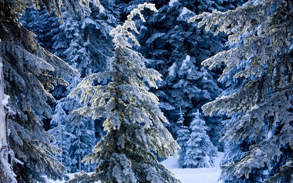 Winter Snow Scene In Wenatchee National Forest