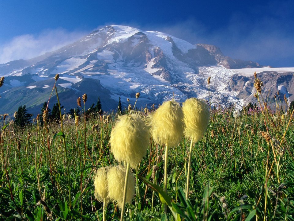 Wildflowers Mount Rainier National Park