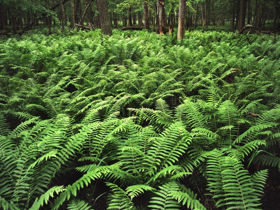 Ferns In Zanders Woods Forest Preserve