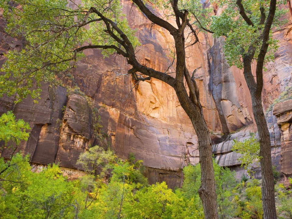 Zion National Park Utah Canyon Cliffs