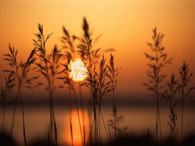 金色夕阳下的芦苇剪影