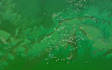 高空航拍青绿湿地湖面群鸟齐飞生态景观