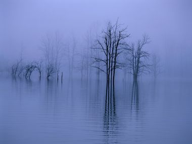 中国冬季雾漫湖泊枯树自然风景