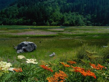 China Mountain Wetland Meadow Summer Wildflowers Natural Scenery