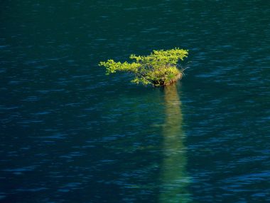 中国深碧湖水中的孤生小树自然景观
