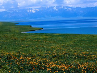 新疆赛里木湖夏季草原花海雪山风光