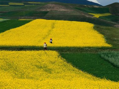 中国高原丘陵油菜花田春日田园风光