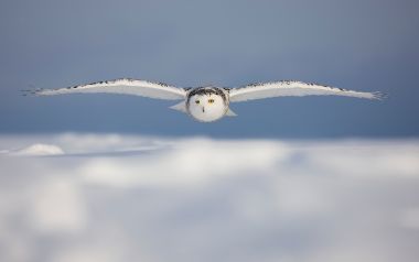 北极雪原上空展翅飞行的雪鸮
