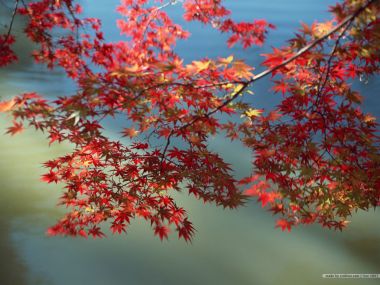 秋日湖水背景红枫红叶唯美风光