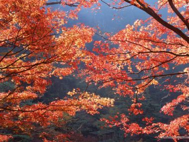 秋日山林阳光穿透红枫叶自然美景