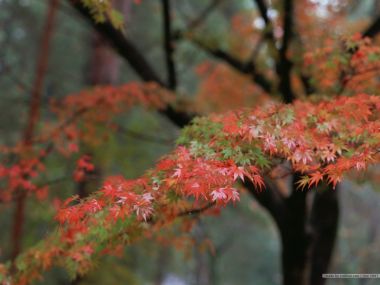 秋日森林渐变红枫叶特写