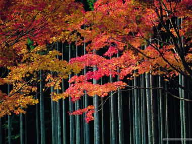 日本秋日红枫杉树林风光