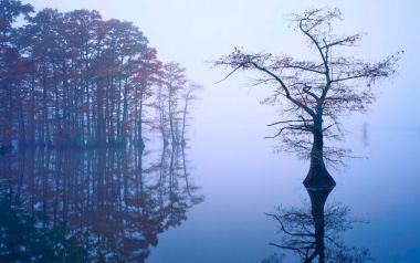 田纳西州里尔富特湖的雾中落羽杉