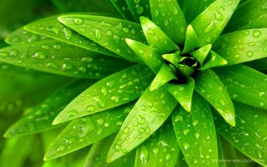 雨后带水珠绿色植物叶片微距特写