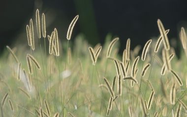 夏日郊野逆光狗尾草特写自然摄影壁纸