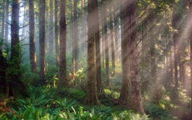 美国俄勒冈州 Cascade Head 森林耶稣光