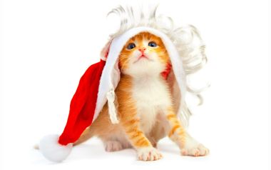 戴着圣诞帽的橘色小奶猫