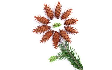 Pinecones And Pine Branches Arrangement