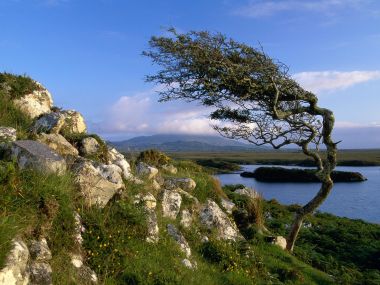 Lonely Tree Connemara Galway Ireland