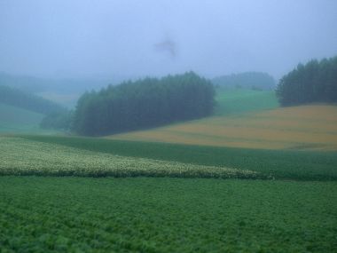北海道美瑛雾中郊野田园风光