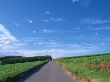晴日蓝天下的乡村郊野公路田园风光