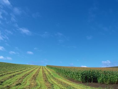 夏日晴空下乡村缓坡牧草田与玉米地田园风光