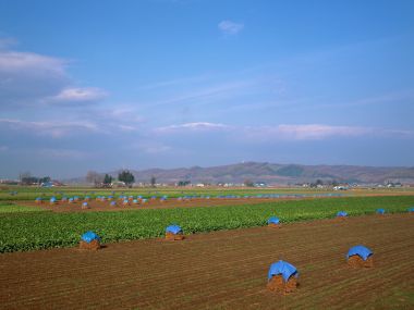 日本北海道乡村田野干草垛田园风光
