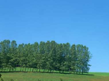 夏日晴空郊野青草地杨树林自然风光